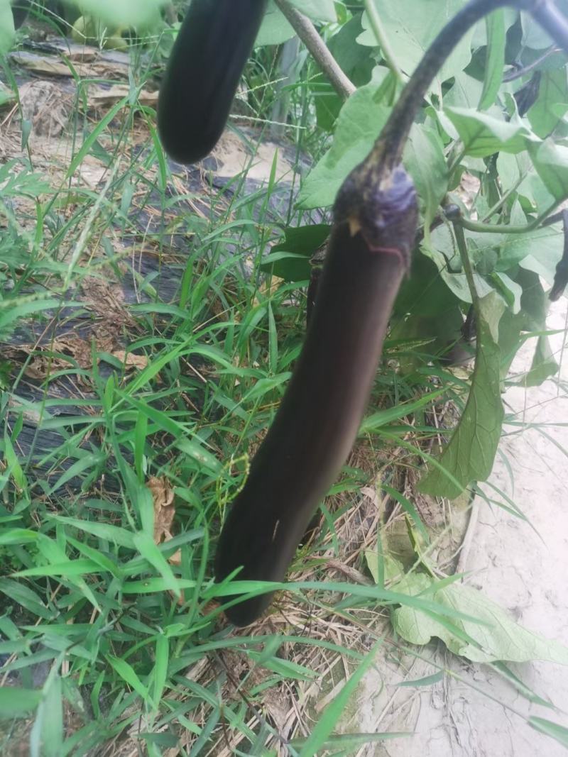 新苗茄子，精品墨茄，80亩，颜色好！茄子水嫩，烧烤茄