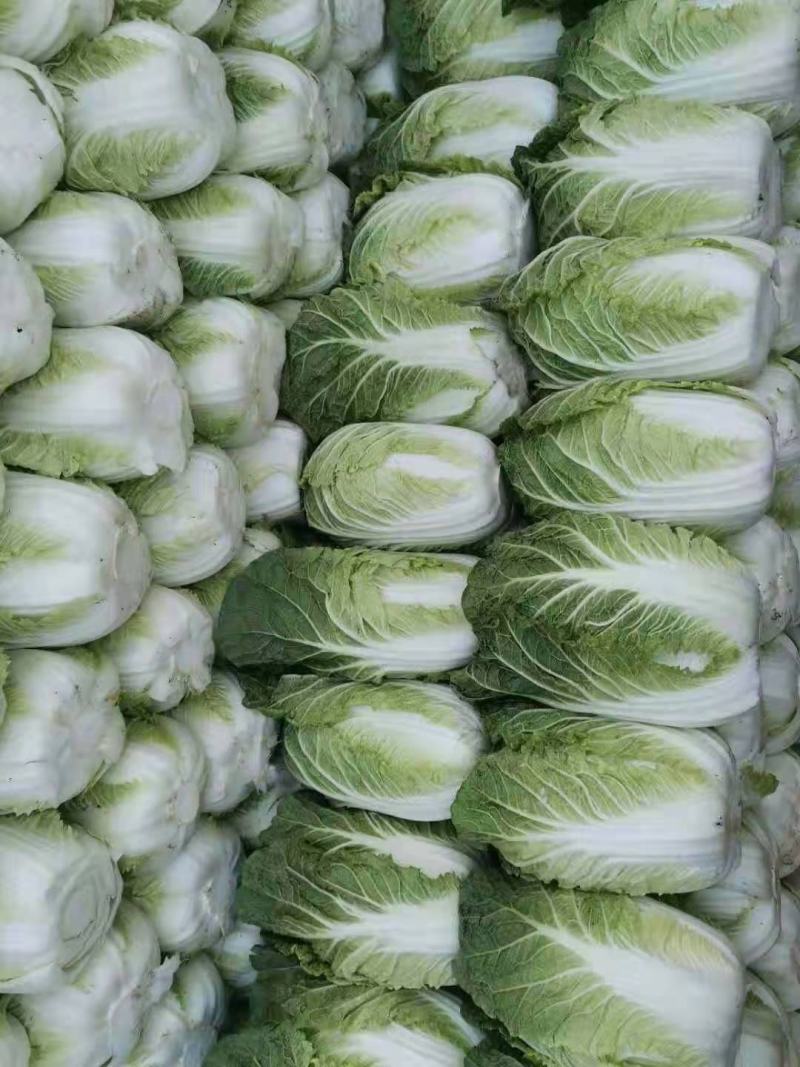 河北蔚县白菜黄心白菜产区货源基地直供可视频看货