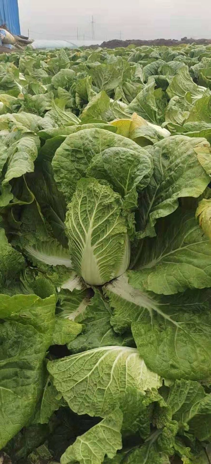 河北蔚县白菜黄心白菜产区货源基地直供可视频看货