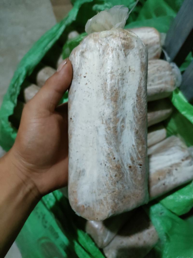 茯苓菌种茯苓种子，高产菌种，质量保证。量大从优。