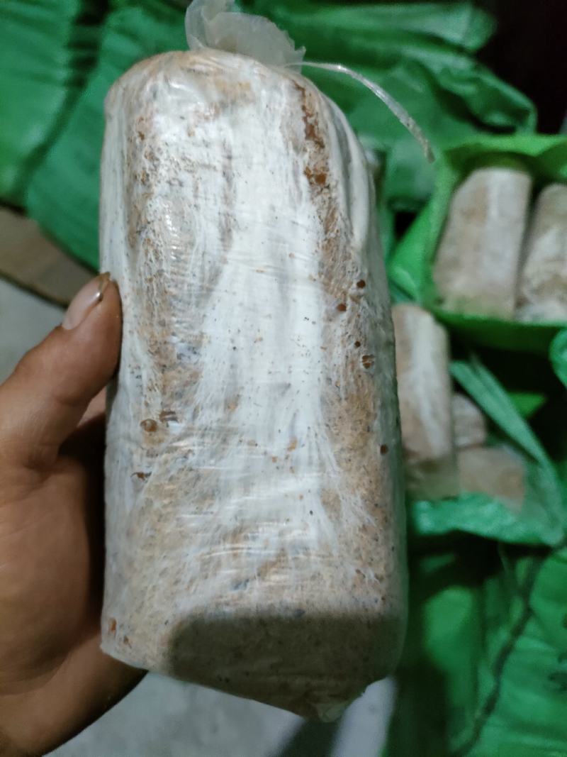茯苓菌种茯苓种子，高产菌种，质量保证。量大从优。