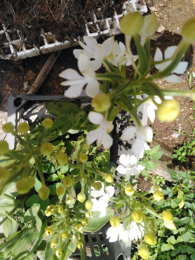 双肾草