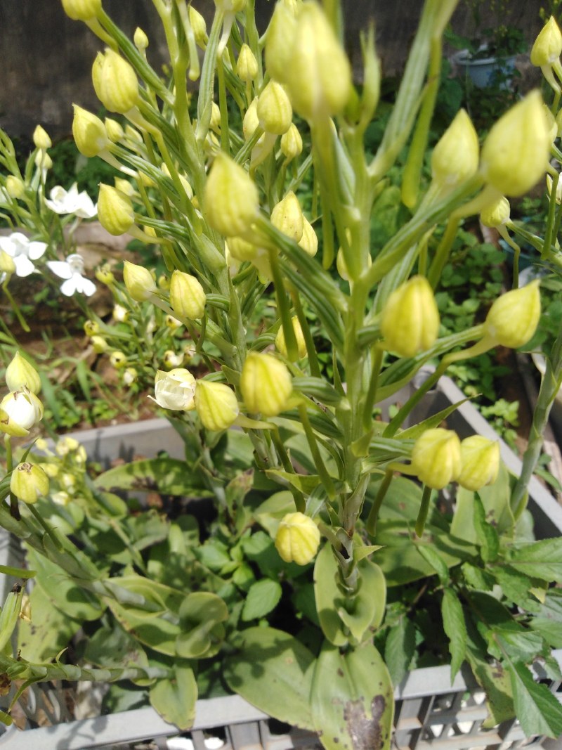 双肾草