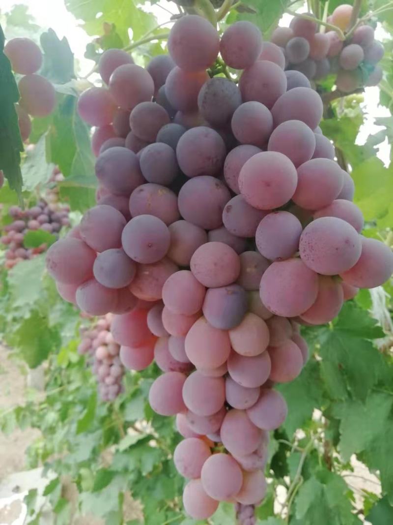 甘肃红提葡萄