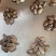 8月19号62个头油甲花甲质量稳定