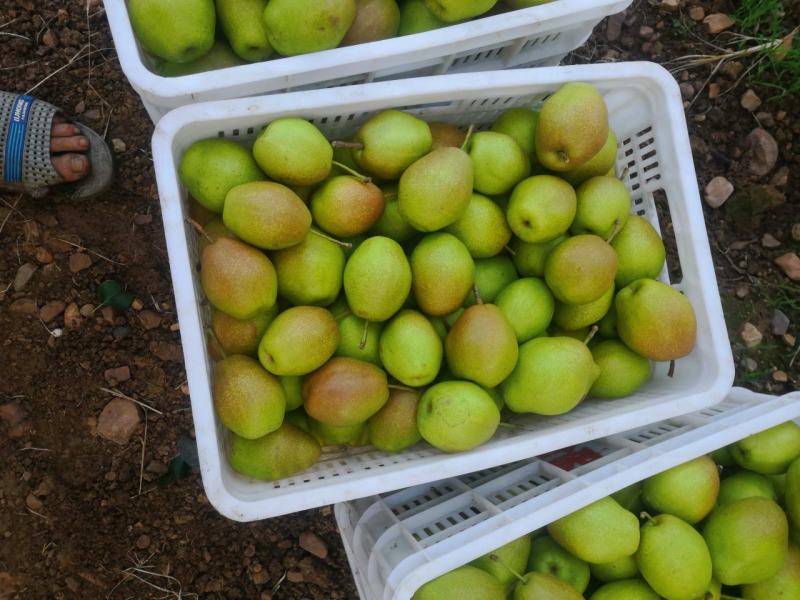 鲁山县红香酥梨口感清脆细腻全国各地好多在这边采购