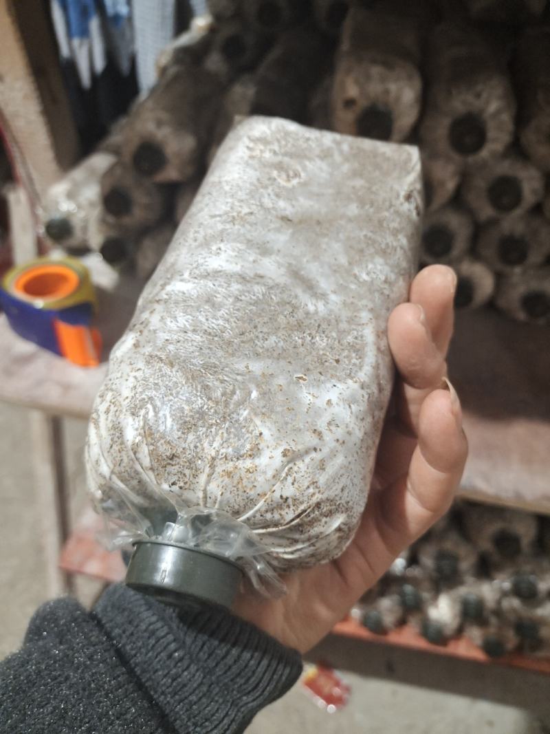 正宗广西桂林野生灵芝一代菌种批发