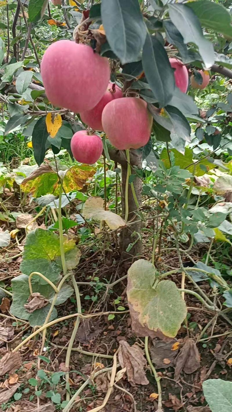 纸袋红富士苹果货量多多，产地货源，甜美可口，欢迎采购