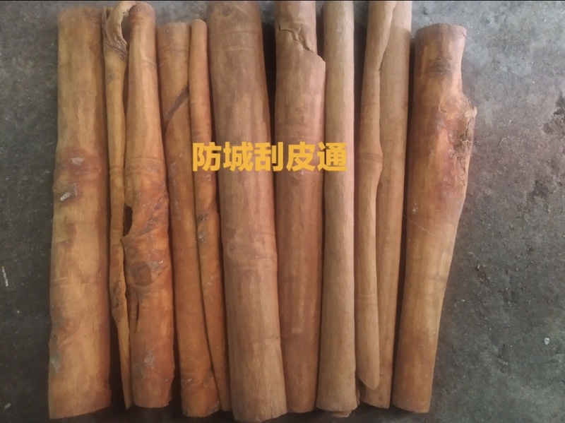 野生桂皮味浓含油量高黄通10公分-30公分广西防城香料