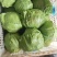 河北精品甘蓝中甘甘蓝产区直供货源稳定可视频看货