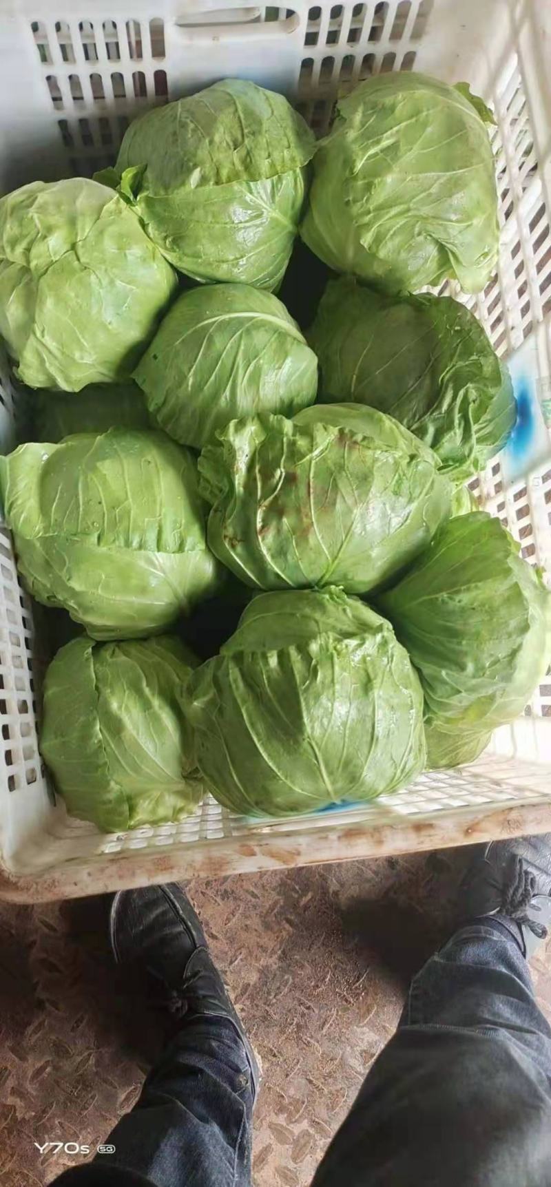 河北精品甘蓝中甘甘蓝产区直供货源稳定可视频看货