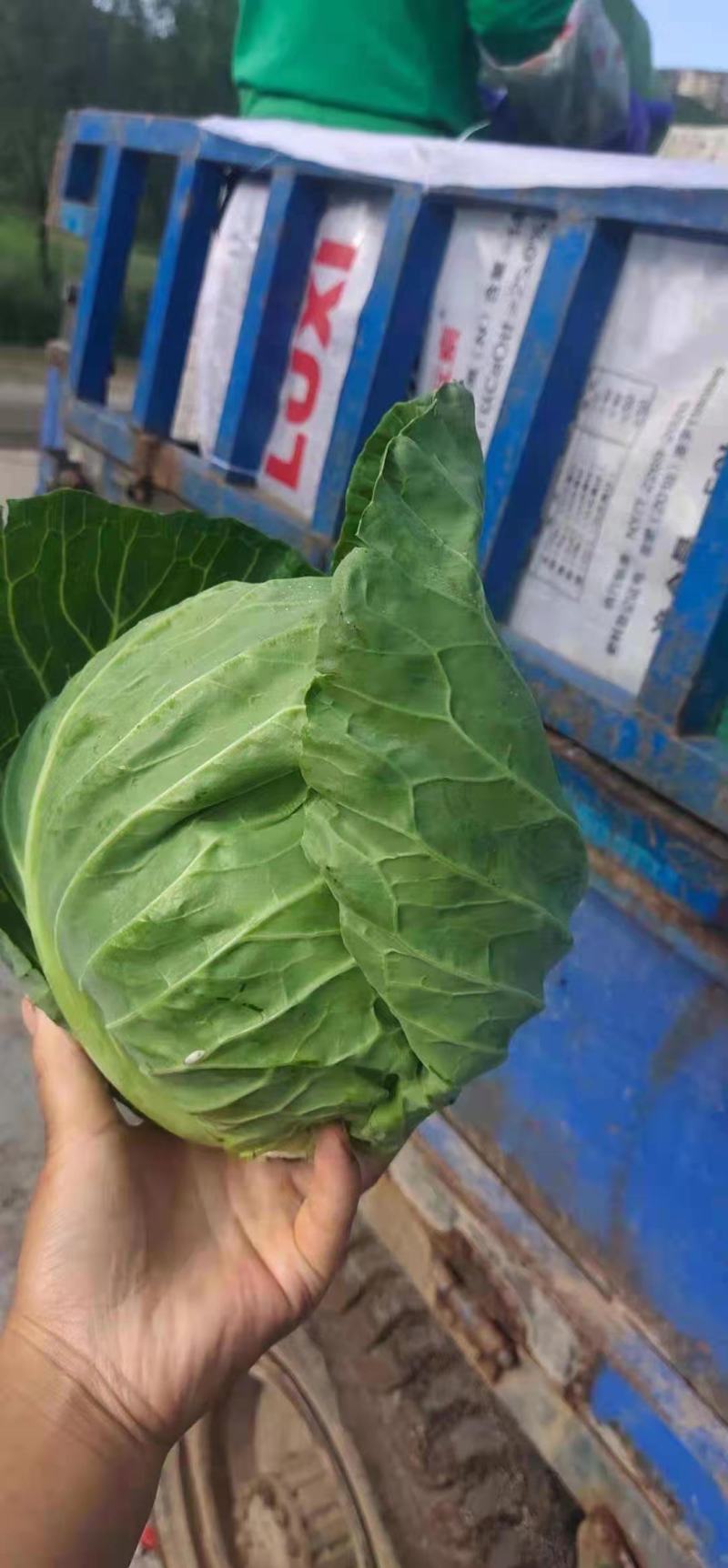 河北精品甘蓝中甘甘蓝产区直供货源稳定可视频看货