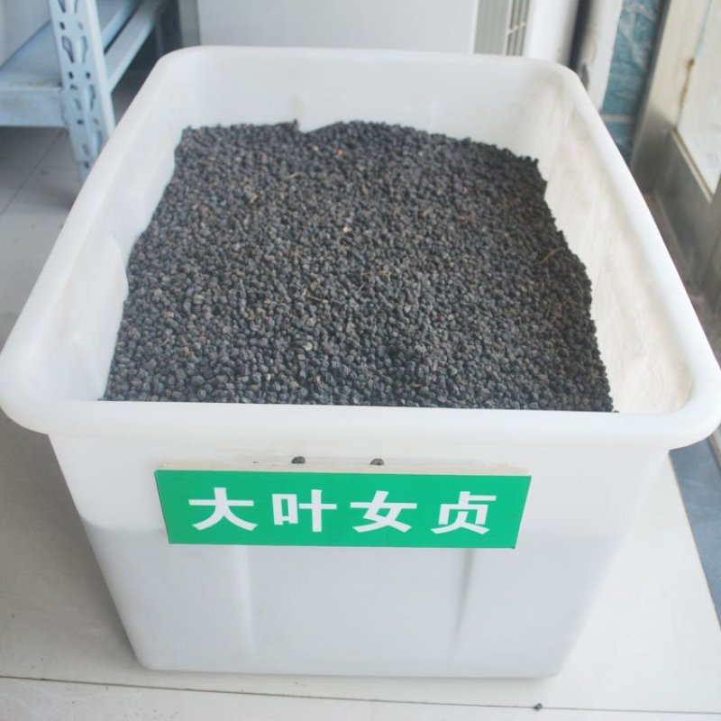 小叶女贞种子大叶女贞种子实体经营质量保证全国发货