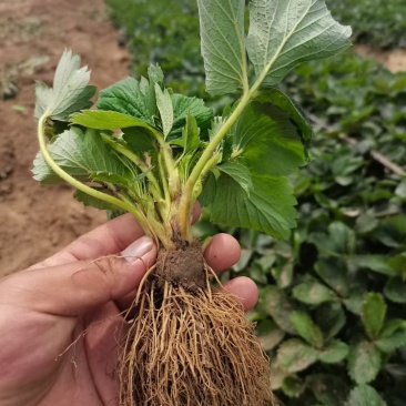 鸿通草莓苗基地:章姬草莓苗视频看苗打冷保湿保鲜发货