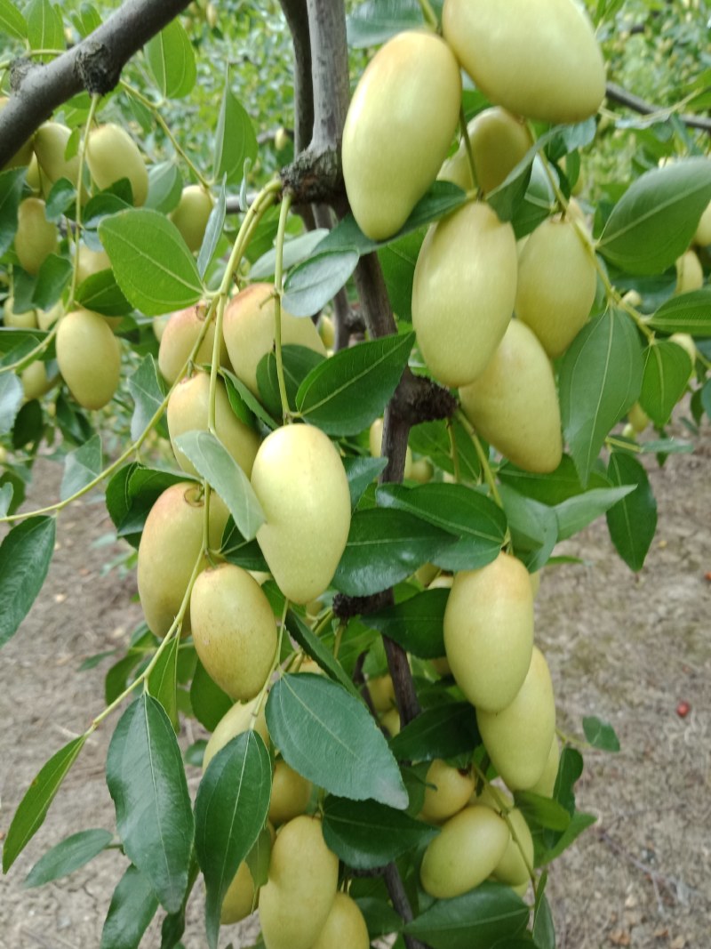 马牙枣