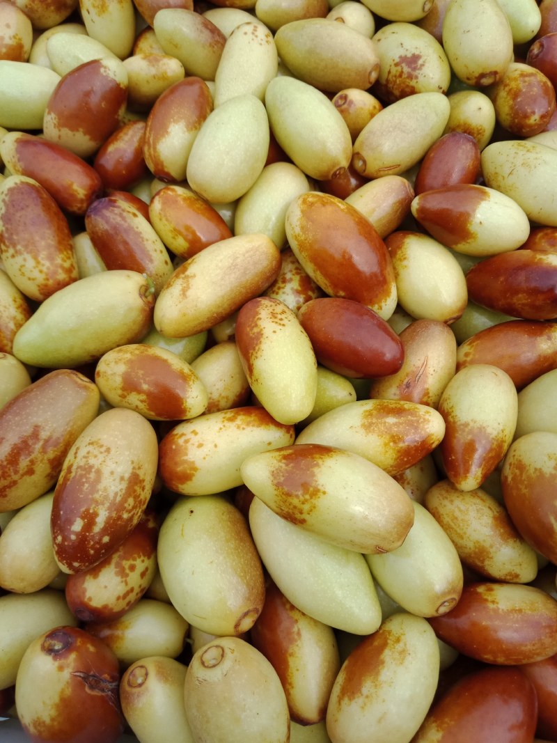 马牙枣