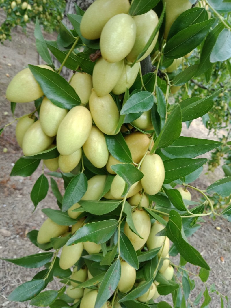 马牙枣