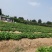 香野草莓苗基地随珠草莓苗宁玉草莓苗冷藏车打冷运输