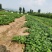 香野草莓苗基地随珠草莓苗宁玉草莓苗冷藏车打冷运输