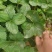 香野草莓苗基地随珠草莓苗宁玉草莓苗冷藏车打冷运输