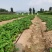 香野草莓苗基地随珠草莓苗宁玉草莓苗冷藏车打冷运输