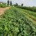 香野草莓苗基地随珠草莓苗宁玉草莓苗冷藏车打冷运输