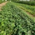 香野草莓苗基地随珠草莓苗宁玉草莓苗冷藏车打冷运输