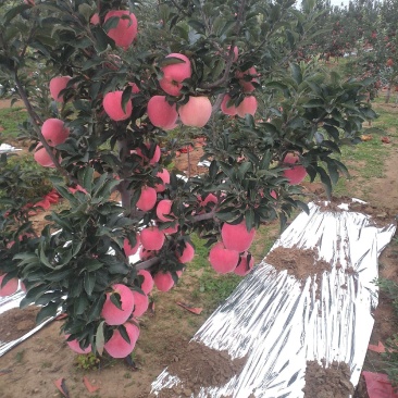 产地直供辽宁绥中寒富苹果大量上市一手货源量大从优