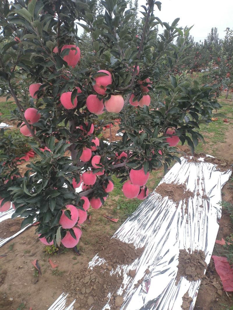 产地直供辽宁绥中寒富苹果大量上市一手货源量大从优