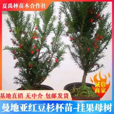 曼地亚红豆杉杯苗挂果母树，带花蕾公树，基地发货无中介包邮