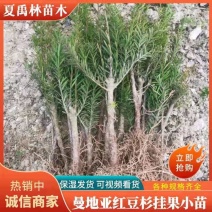 四川“夏禹林”曼地亚红豆杉小苗，基地发货量大价更优。