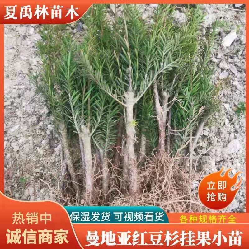 四川“夏禹林”曼地亚红豆杉小苗，基地发货量大价更优。