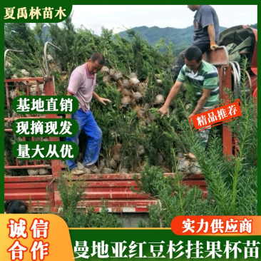 基地发货，曼地亚红豆杉挂果杯苗，无中介，量大价更优