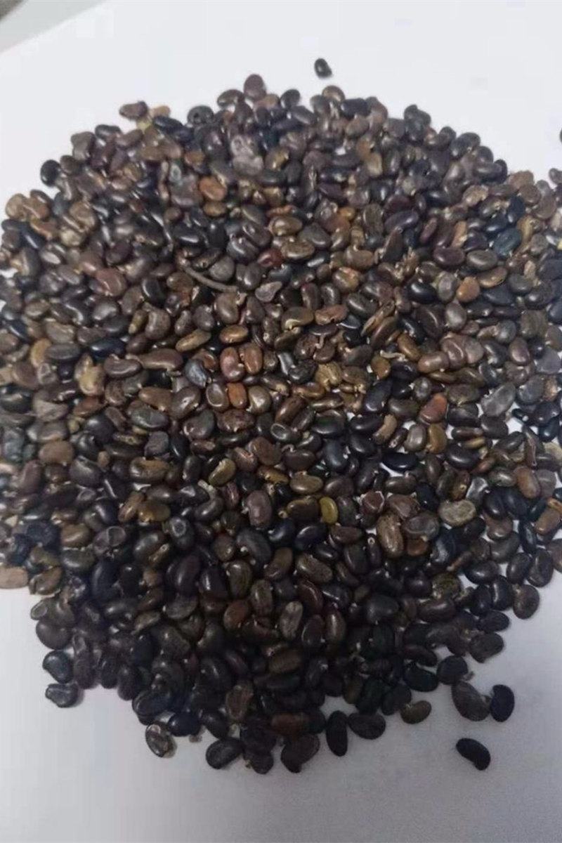 刺槐种子白花刺槐树香花槐种籽护坡固土固沙防塌灌木种子