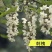 刺槐种子白花刺槐树香花槐种籽护坡固土固沙防塌灌木种子