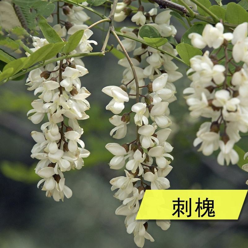 刺槐种子白花刺槐树香花槐种籽护坡固土固沙防塌灌木种子