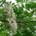 刺槐种子白花刺槐树香花槐种籽护坡固土固沙防塌灌木种子