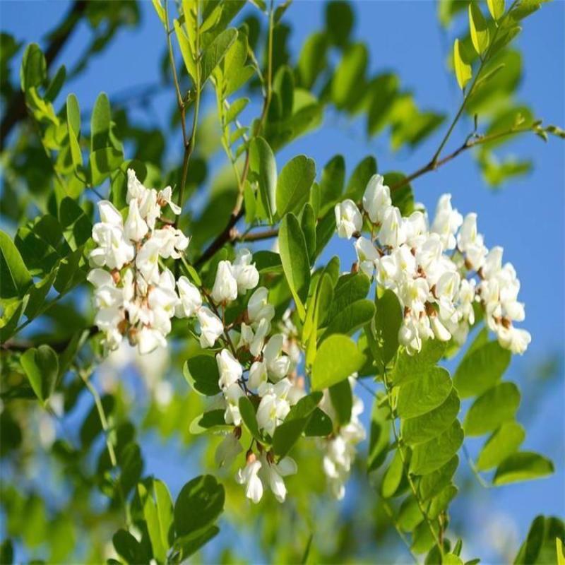刺槐种子白花刺槐树香花槐种籽护坡固土固沙防塌灌木种子