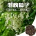 刺槐种子白花刺槐树香花槐种籽护坡固土固沙防塌灌木种子