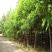 刺槐种子白花刺槐树香花槐种籽护坡固土固沙防塌灌木种子
