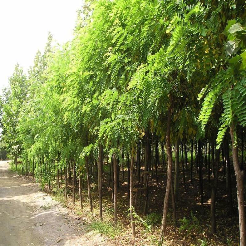 刺槐种子白花刺槐树香花槐种籽护坡固土固沙防塌灌木种子