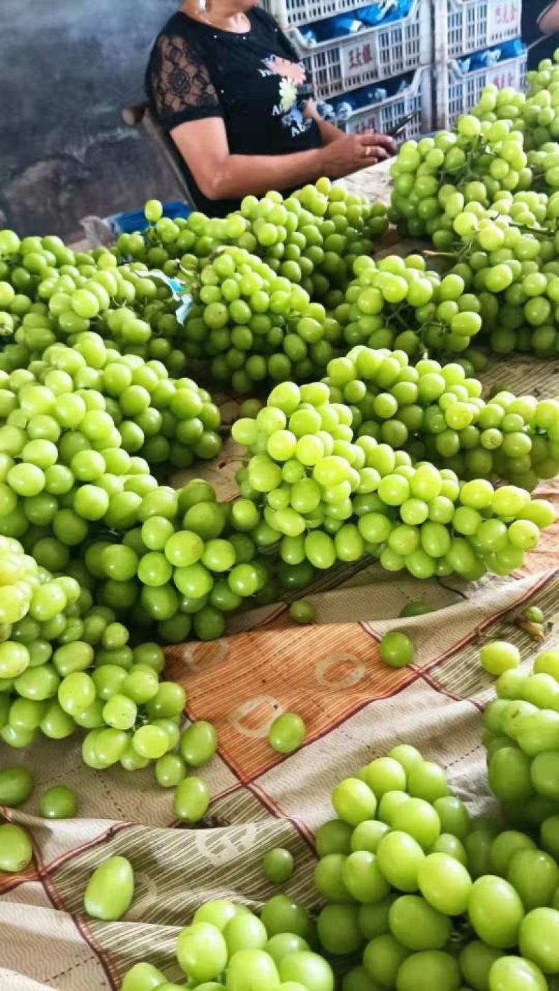 《精选》湖南澧县阳光玫瑰葡萄香甜多汁品质保证可视频看货