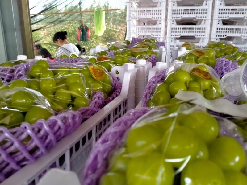 《精选》湖南澧县阳光玫瑰葡萄香甜多汁品质保证可视频看货