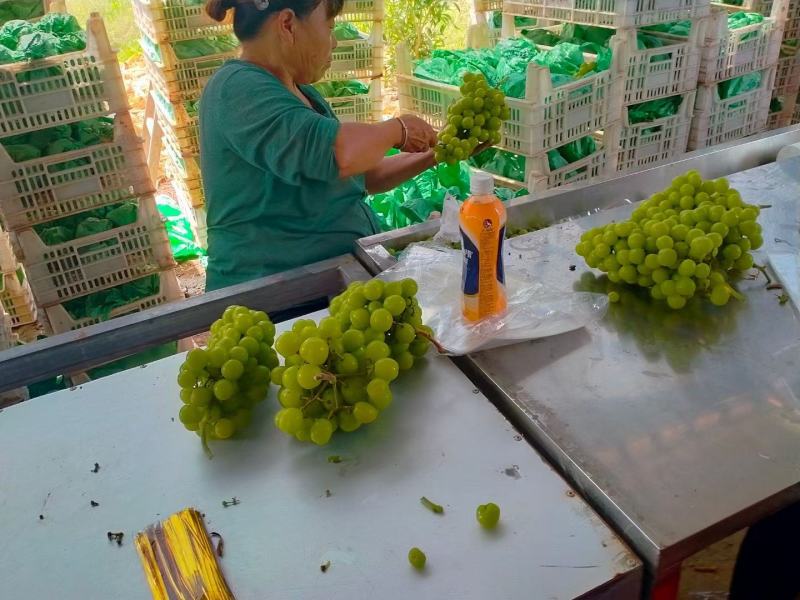 《精选》湖南澧县阳光玫瑰葡萄香甜多汁品质保证可视频看货
