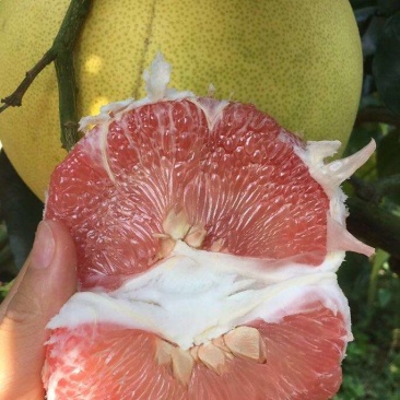 梅州红肉蜜柚农家红心蜜柚