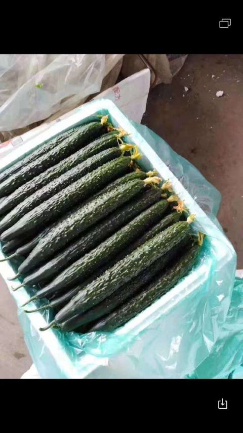 黄瓜精品密刺亮条黄瓜产地直供货源充足绿皮绿瓤货源充足