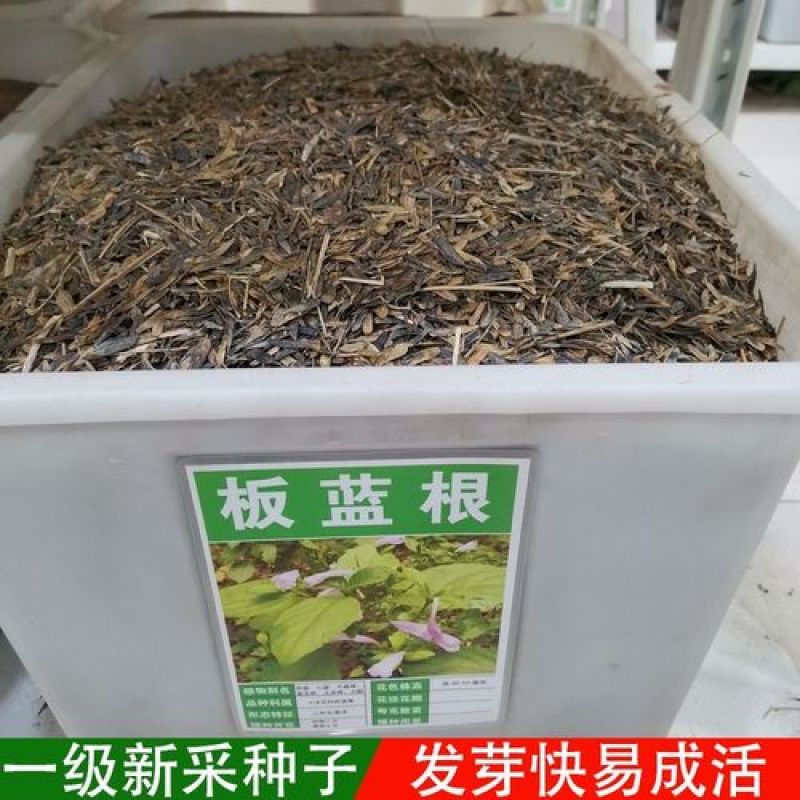 板蓝根种子中药材种籽大青叶种子蓝靛青靛药食兼用散装板蓝根