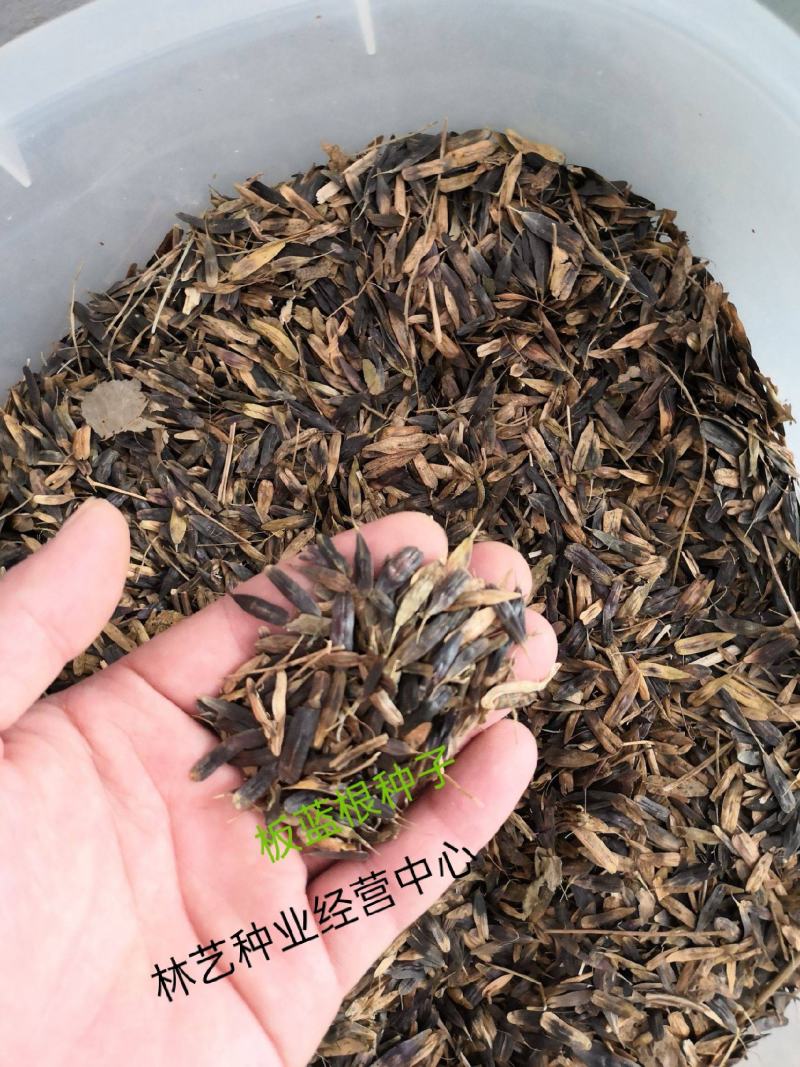 板蓝根种子中药材种籽大青叶种子蓝靛青靛药食兼用散装板蓝根