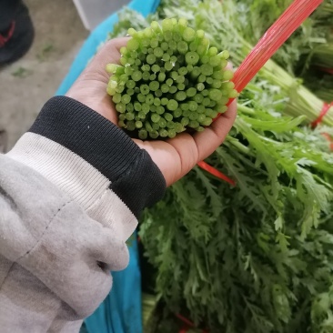 精品茼蒿
