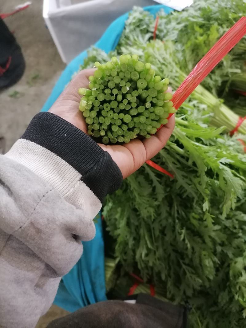 精品茼蒿